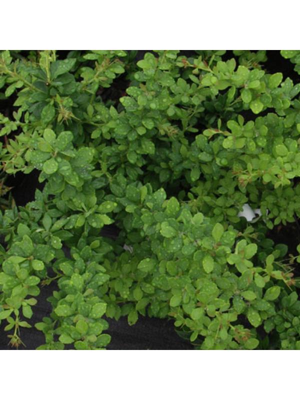 Барбарис Тунберга 