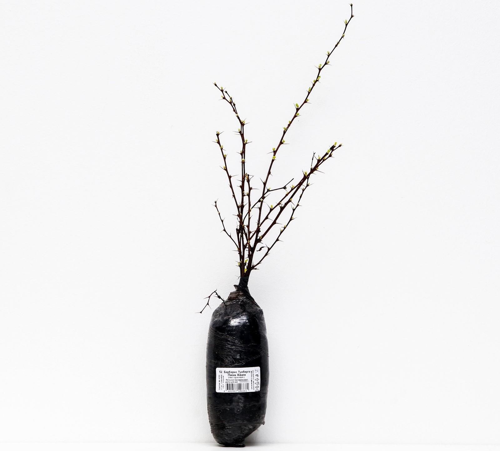 Барбарис Тунберга 