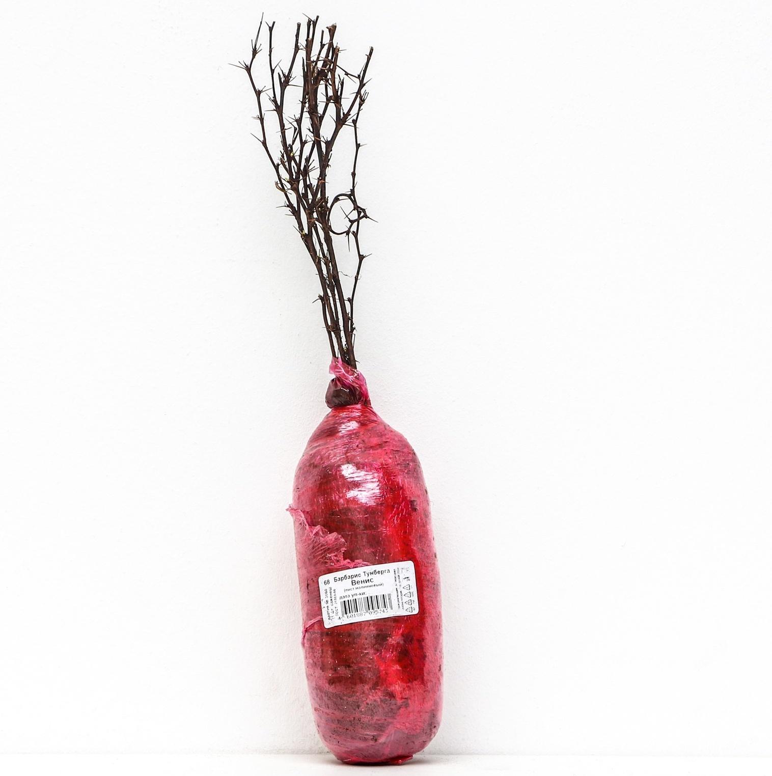 Барбарис Тунберга Люкс 