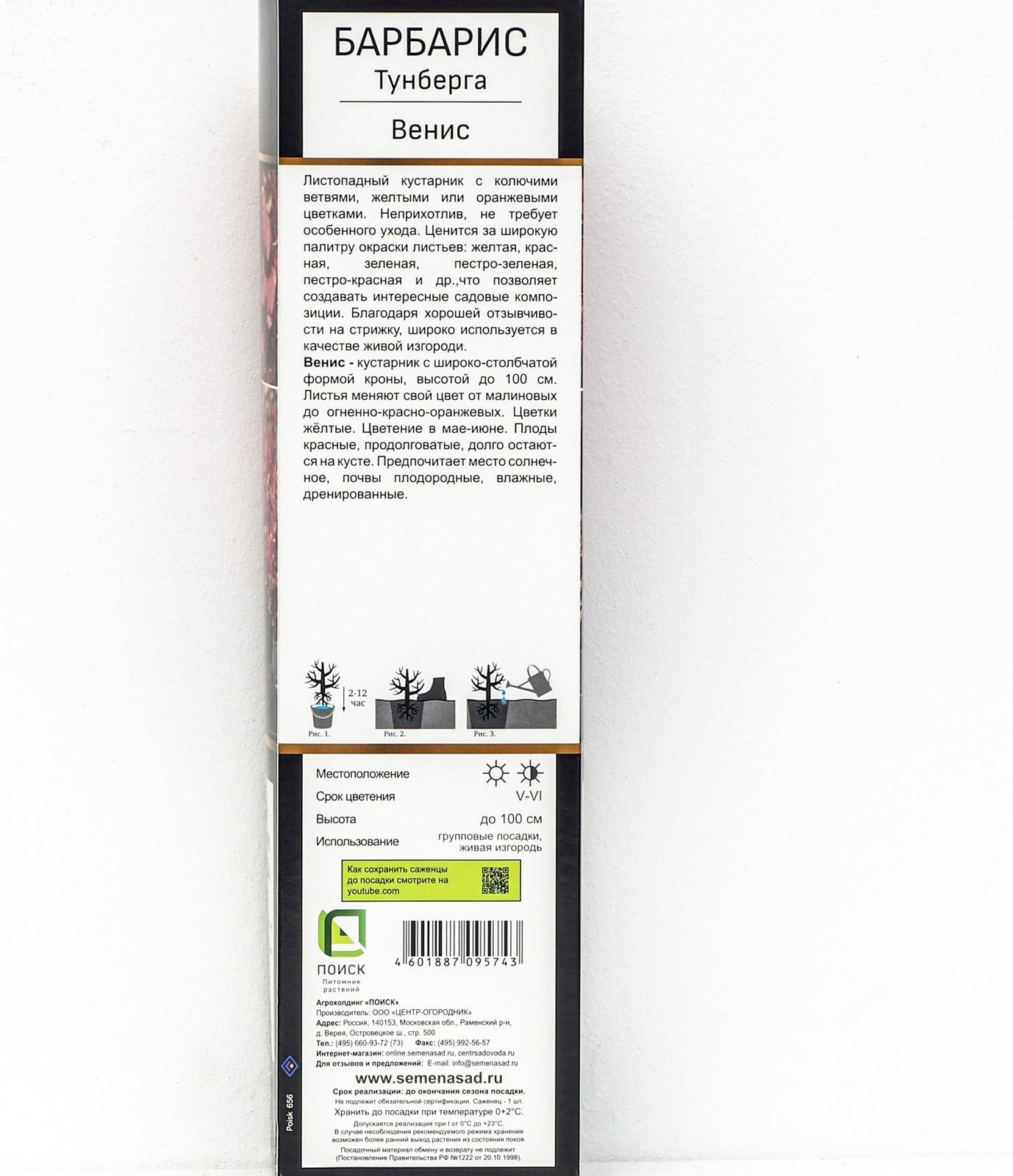 Барбарис Тунберга Люкс 