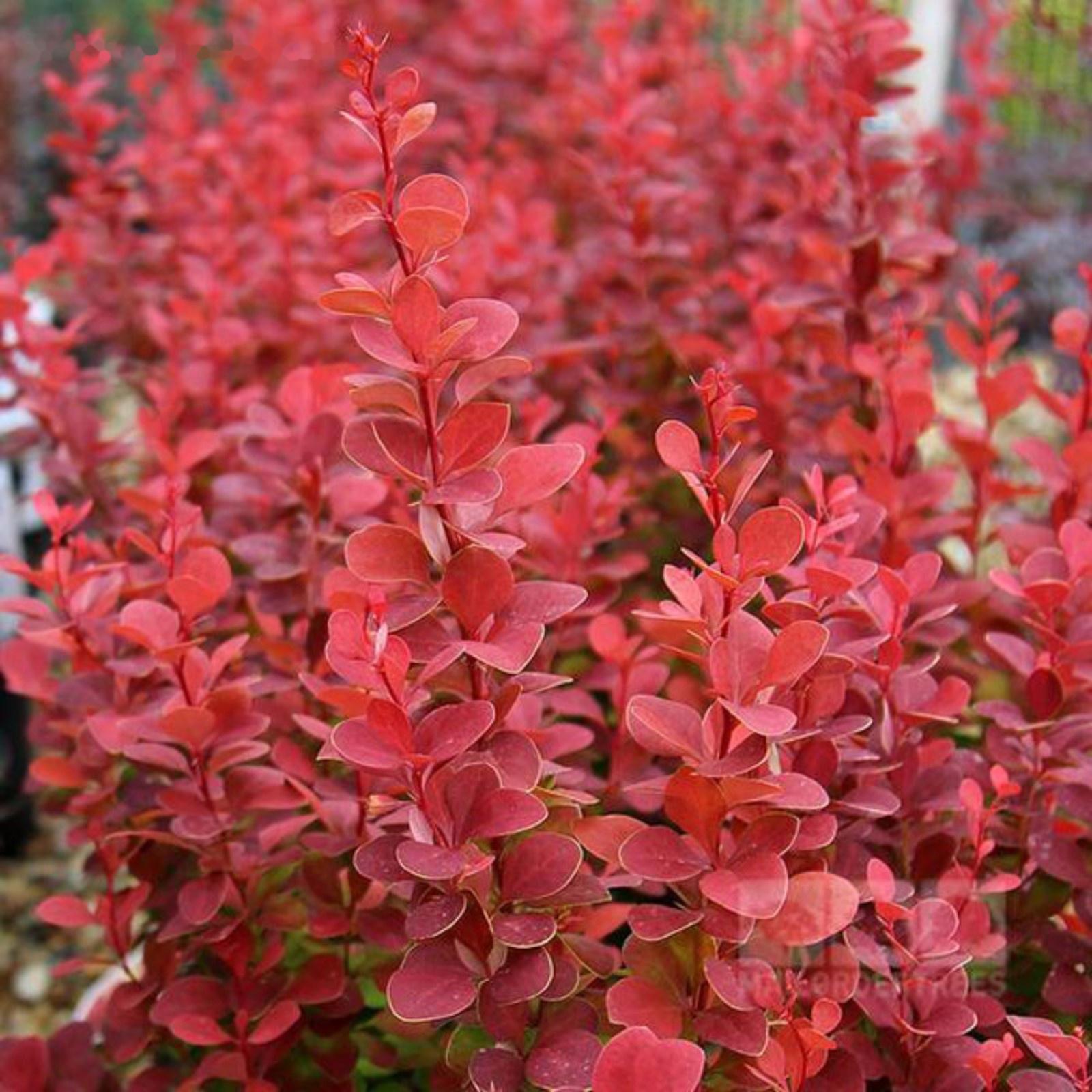 Барбарис Тунберга Люкс 