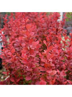 Барбарис Тунберга Люкс 