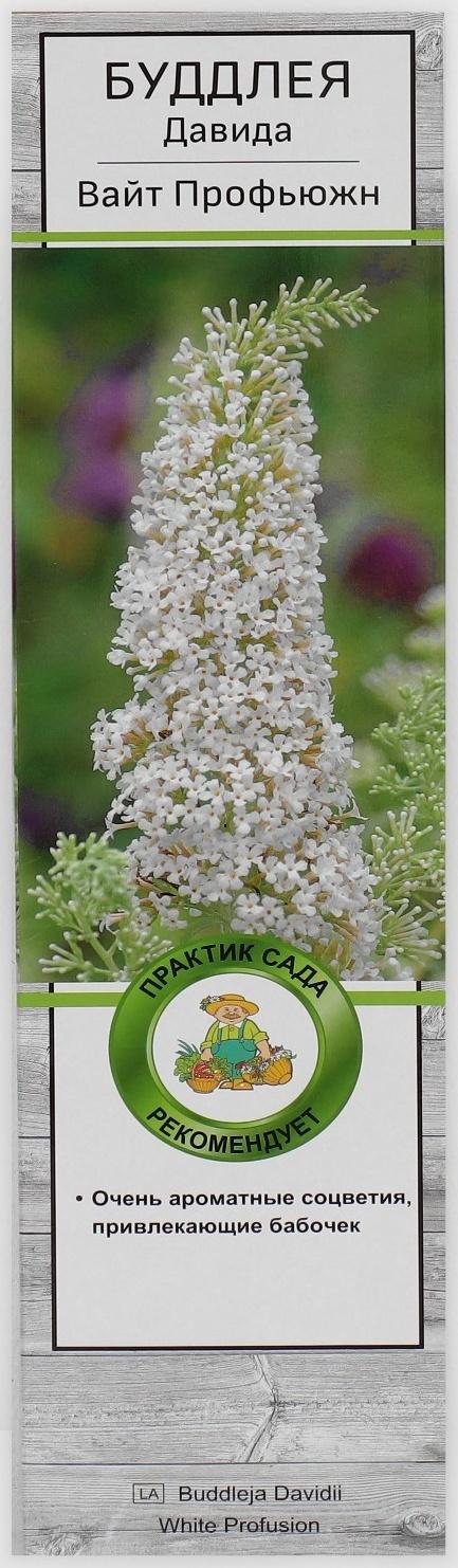 Буддлея Давида 