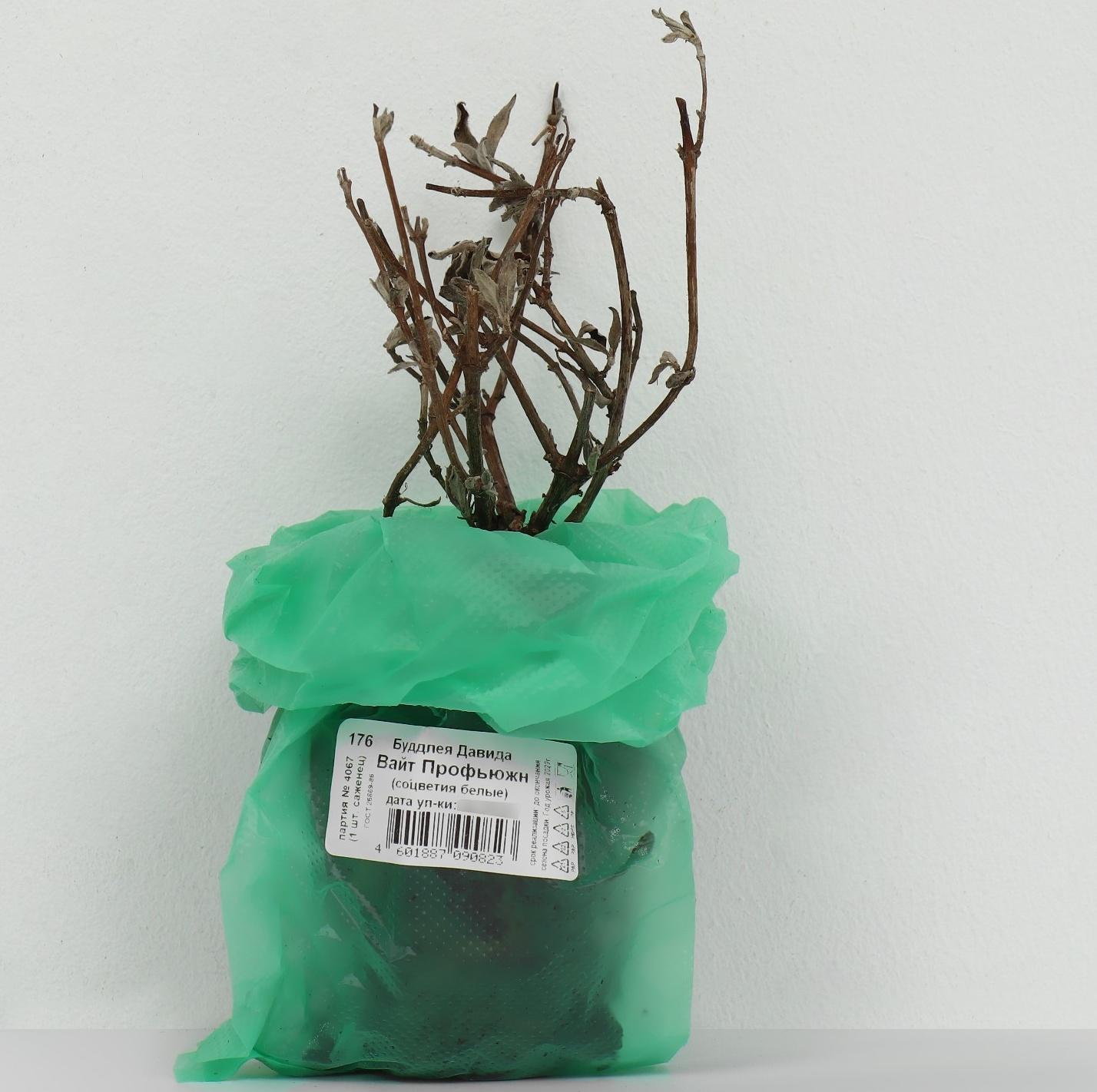 Буддлея Давида 