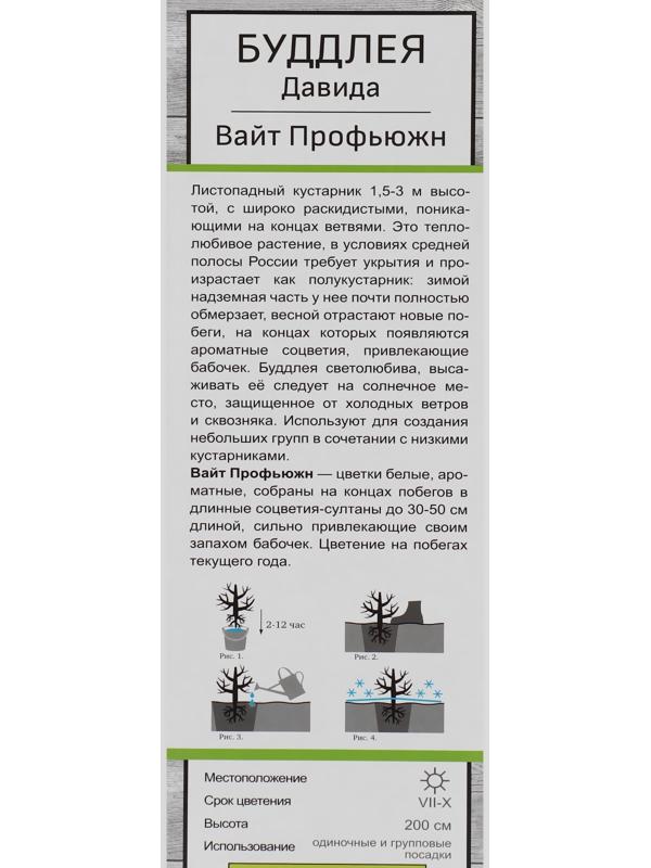 Буддлея Давида 