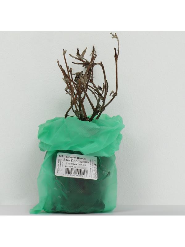 Буддлея Давида 