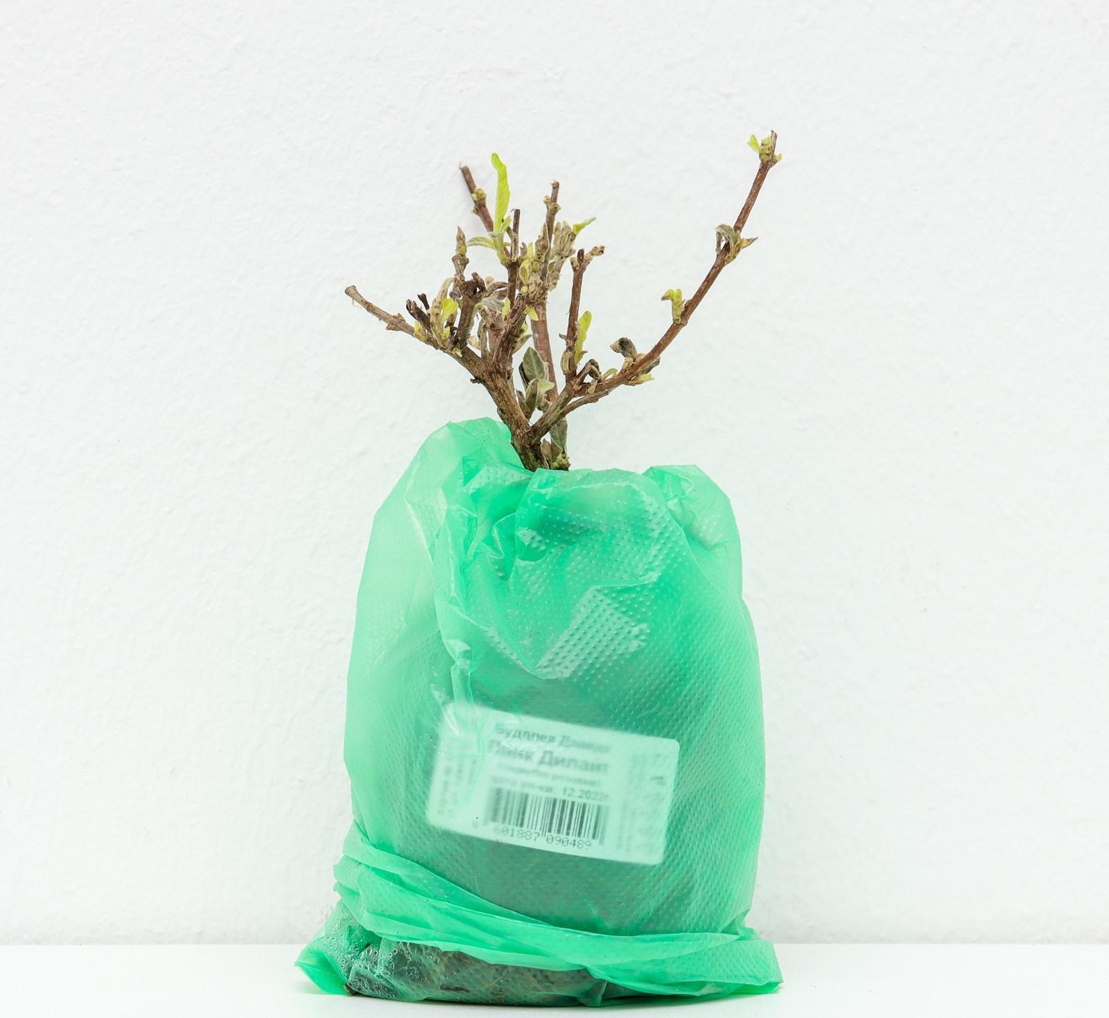 Буддлея Давида 