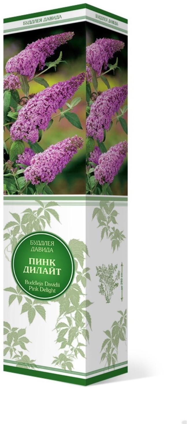 Буддлея Давида 