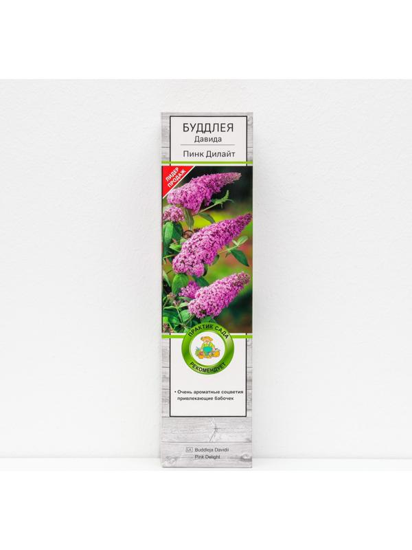 Буддлея Давида 