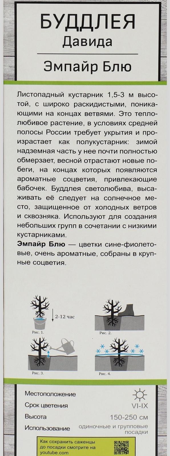 Буддлея Давида 