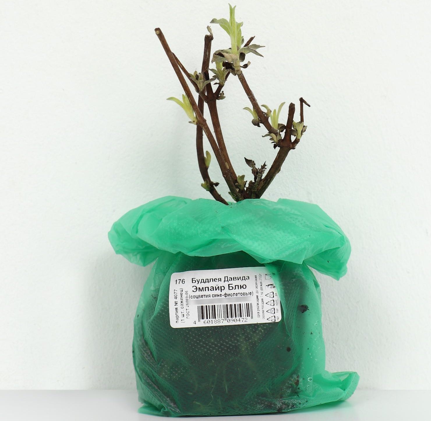 Буддлея Давида 