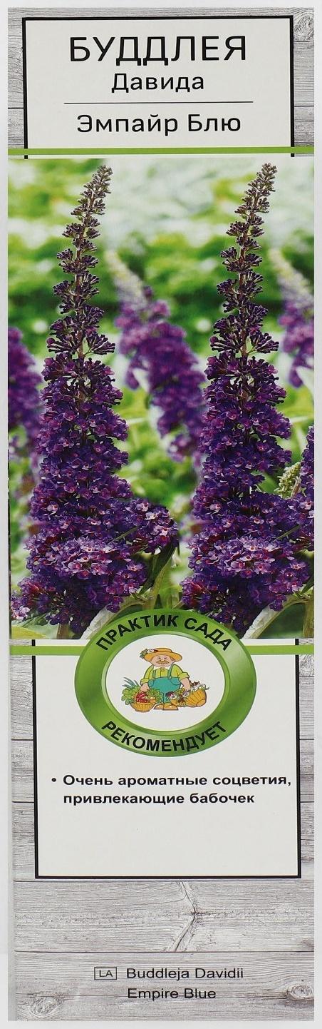 Буддлея Давида 