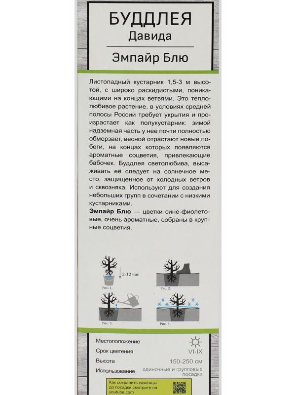 Буддлея Давида 