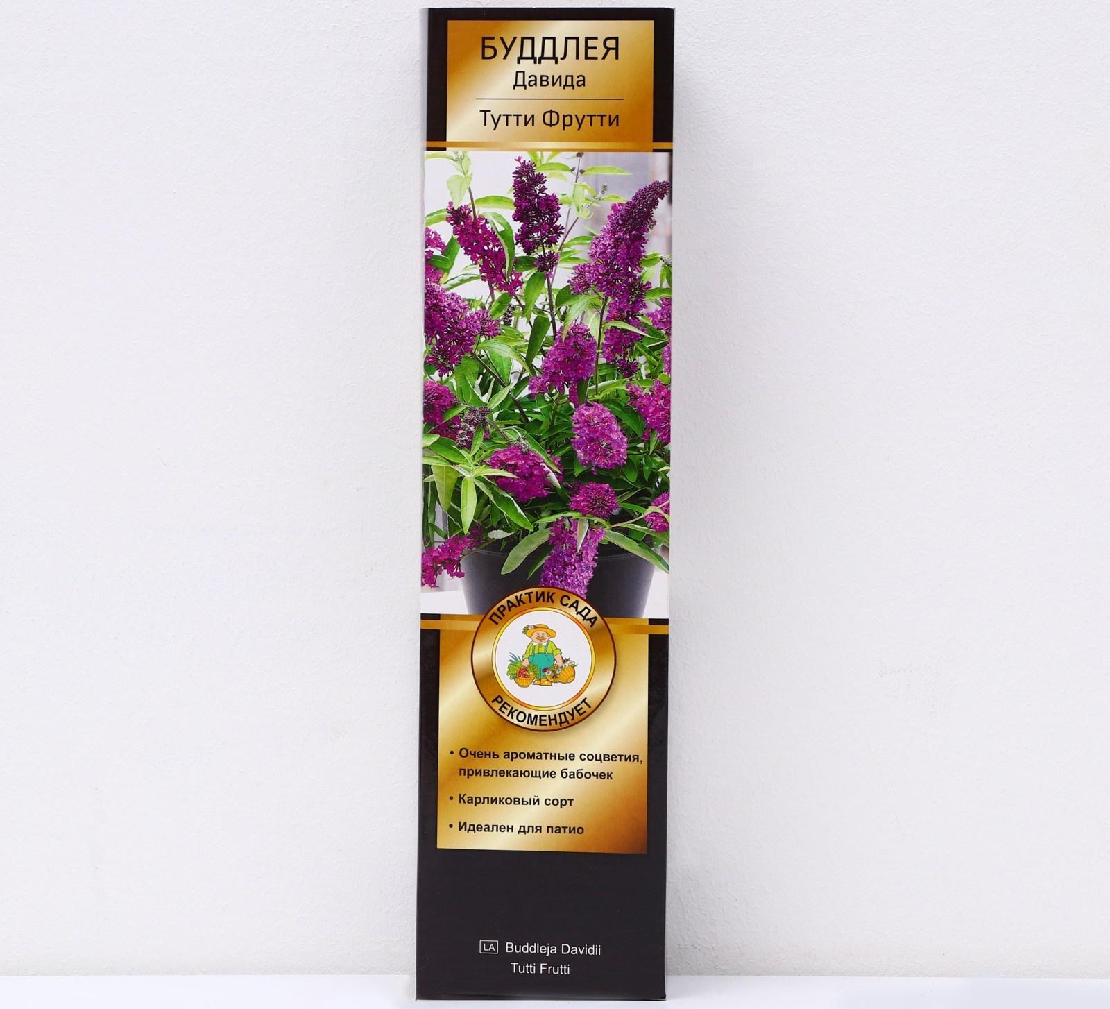 Буддлея Давида Патио Люкс 