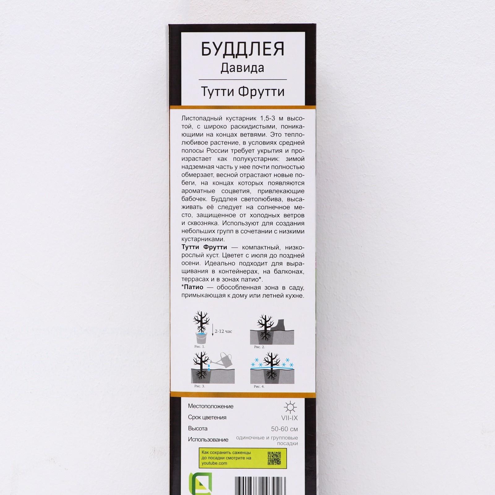 Буддлея Давида Патио Люкс 