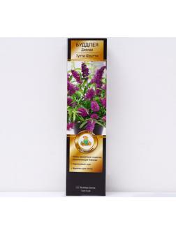 Буддлея Давида Патио Люкс 