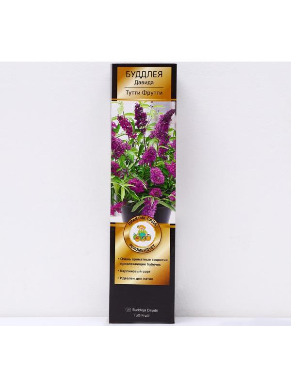 Буддлея Давида Патио Люкс 