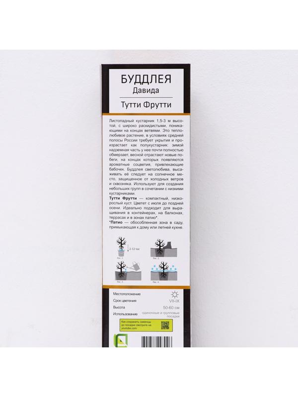 Буддлея Давида Патио Люкс 