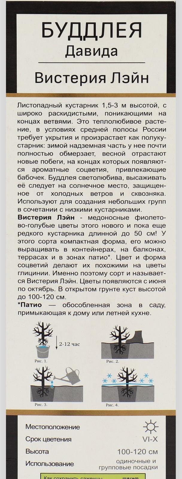 Буддлея Давида Люкс 