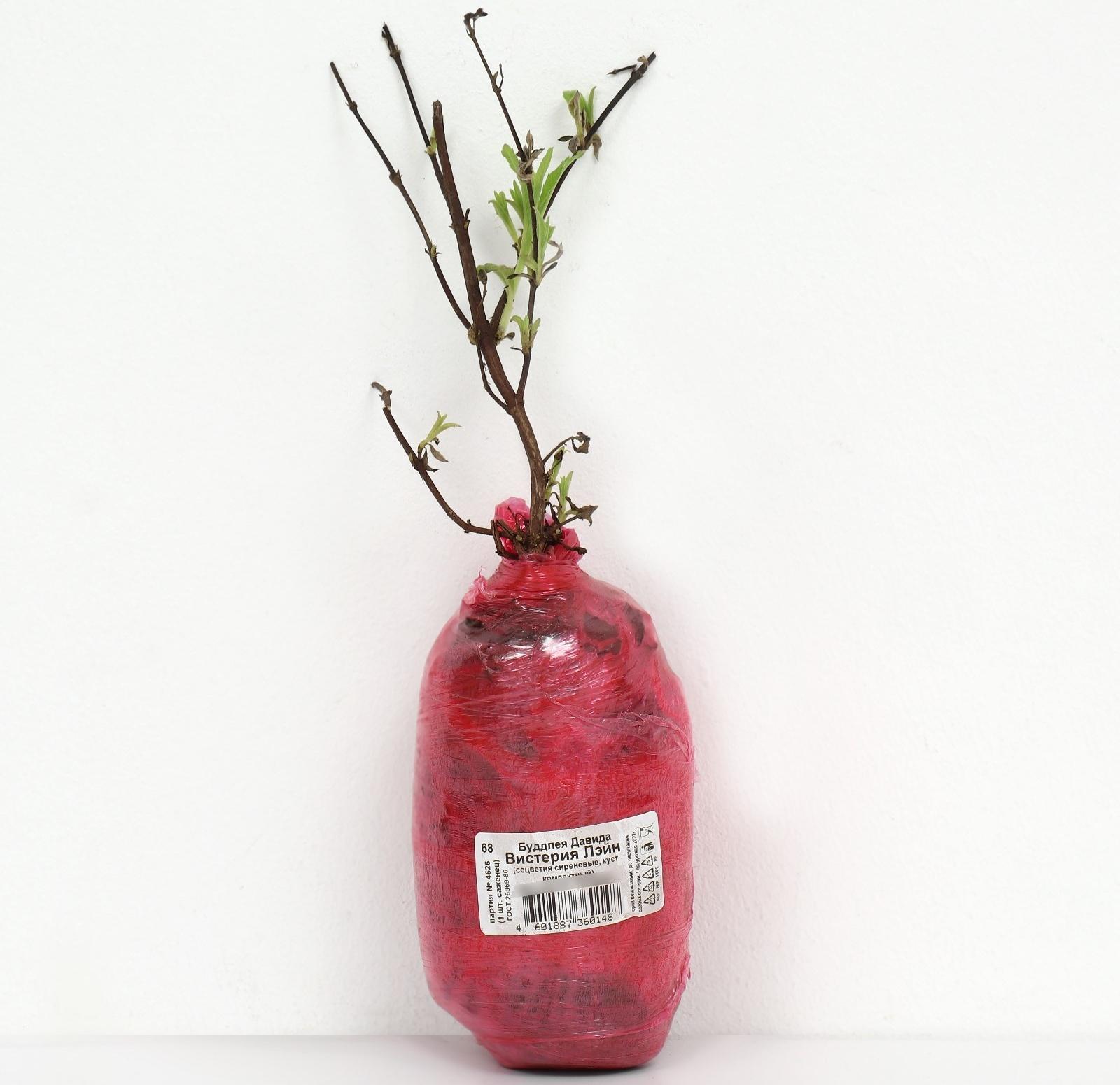 Буддлея Давида Люкс 