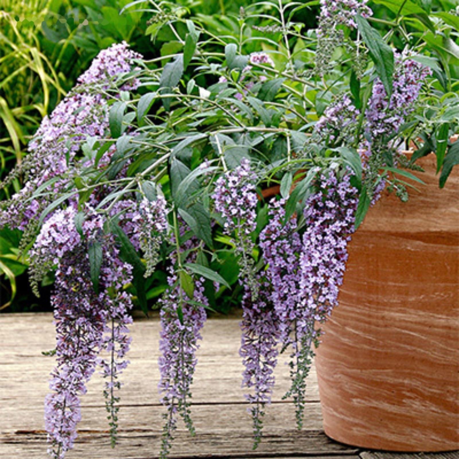 Буддлея Давида Люкс 