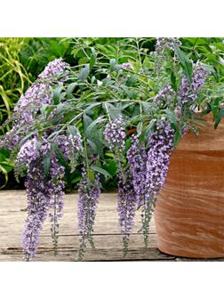 Буддлея Давида Люкс 