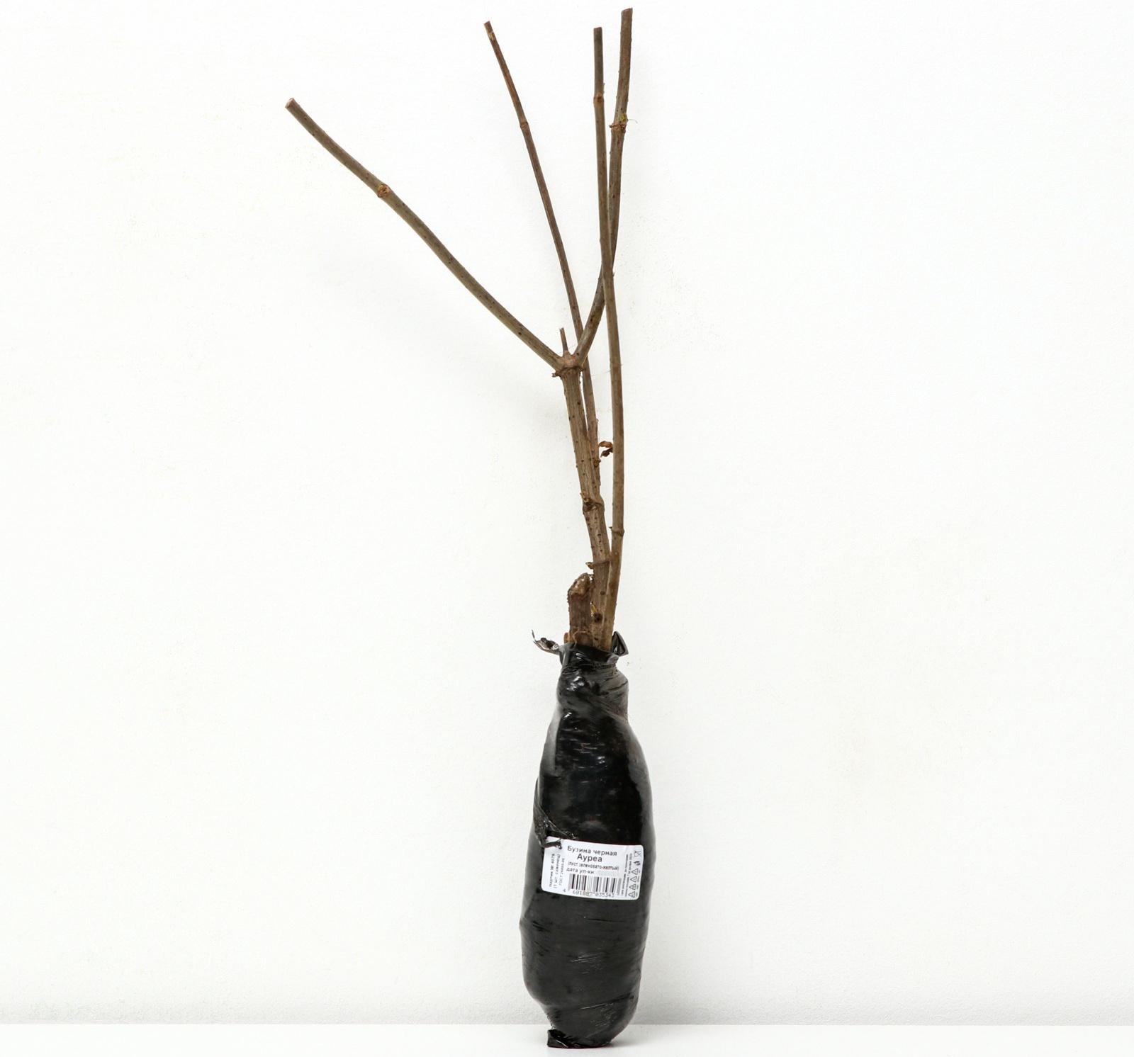 Бузина черная 