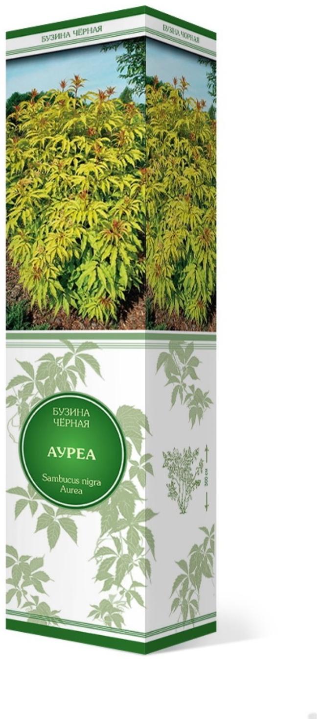 Бузина черная 