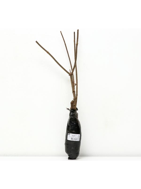 Бузина черная 