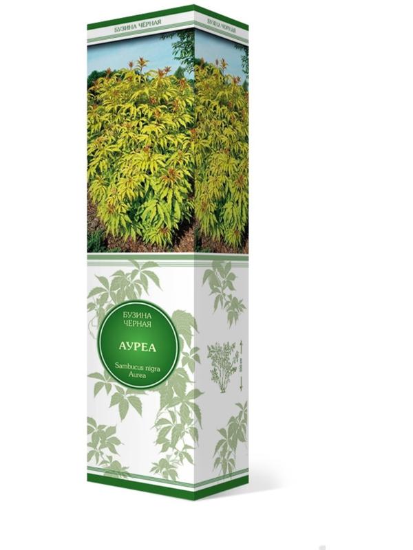 Бузина черная 