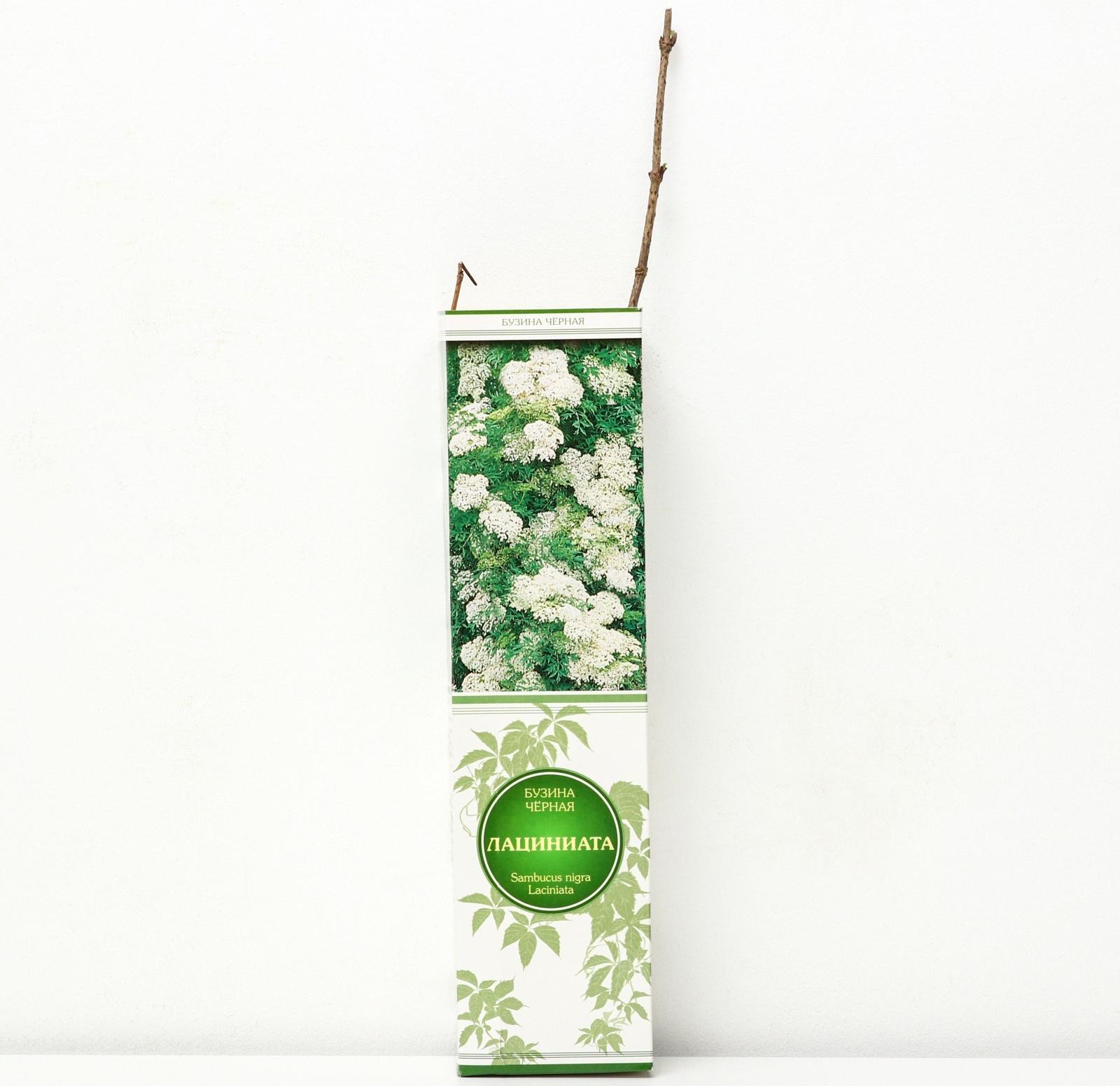 Бузина черная 