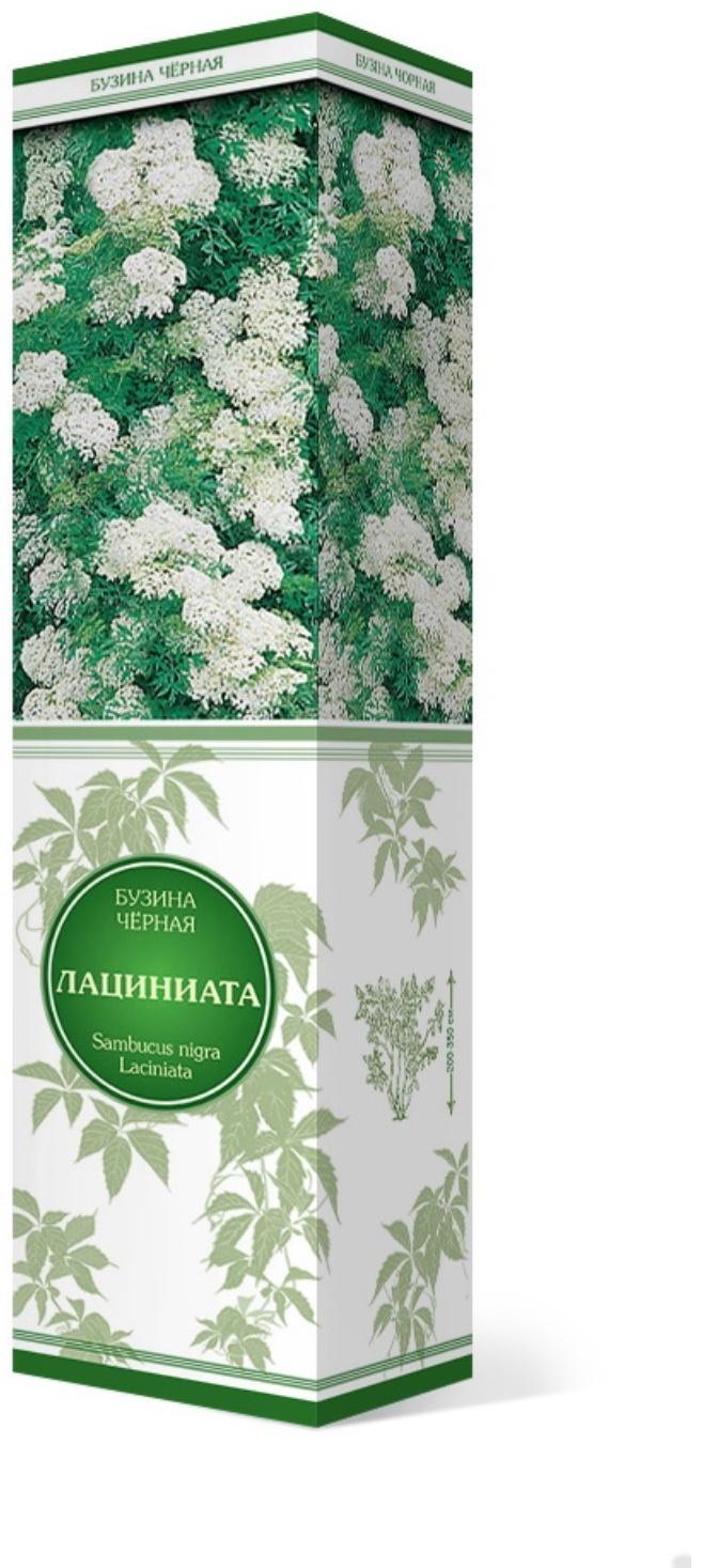 Бузина черная 