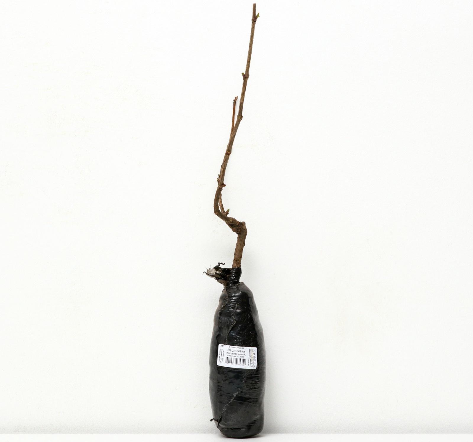 Бузина черная 