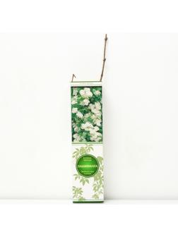 Бузина черная 