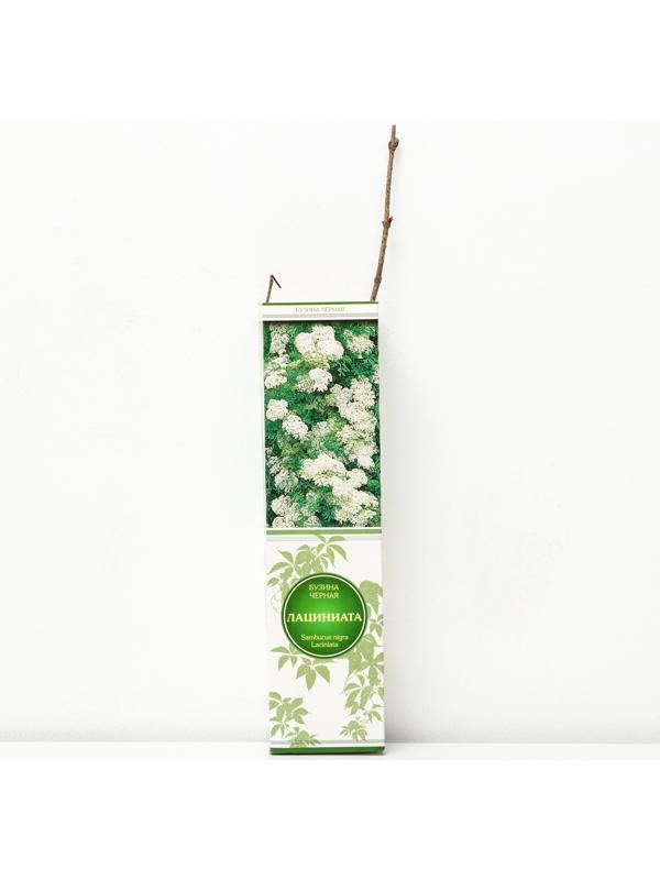 Бузина черная 