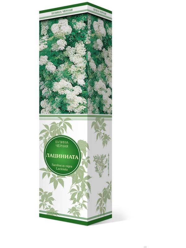 Бузина черная 