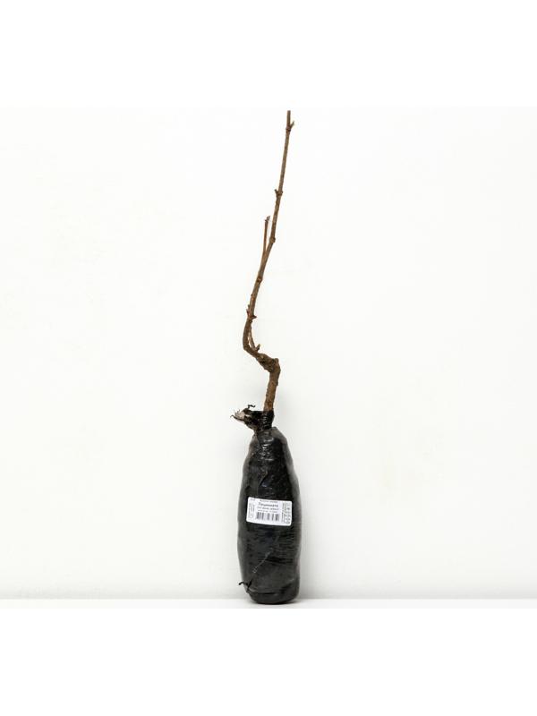 Бузина черная 