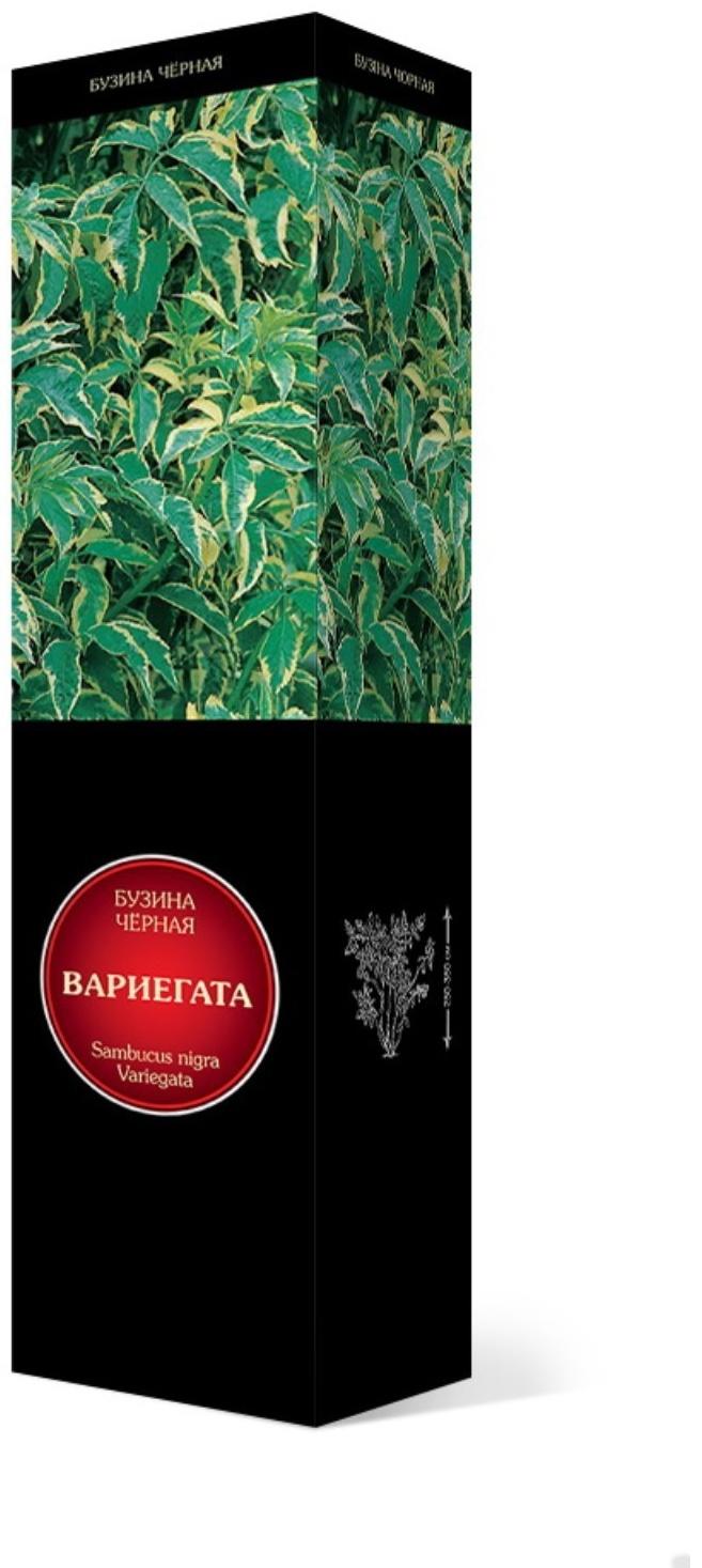 Бузина черная Люкс 