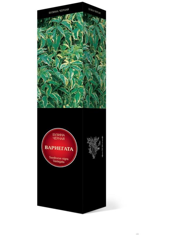 Бузина черная Люкс 
