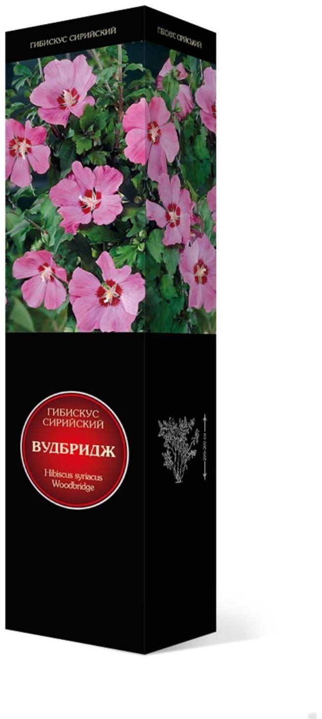 Гибискус сирийский Люкс 