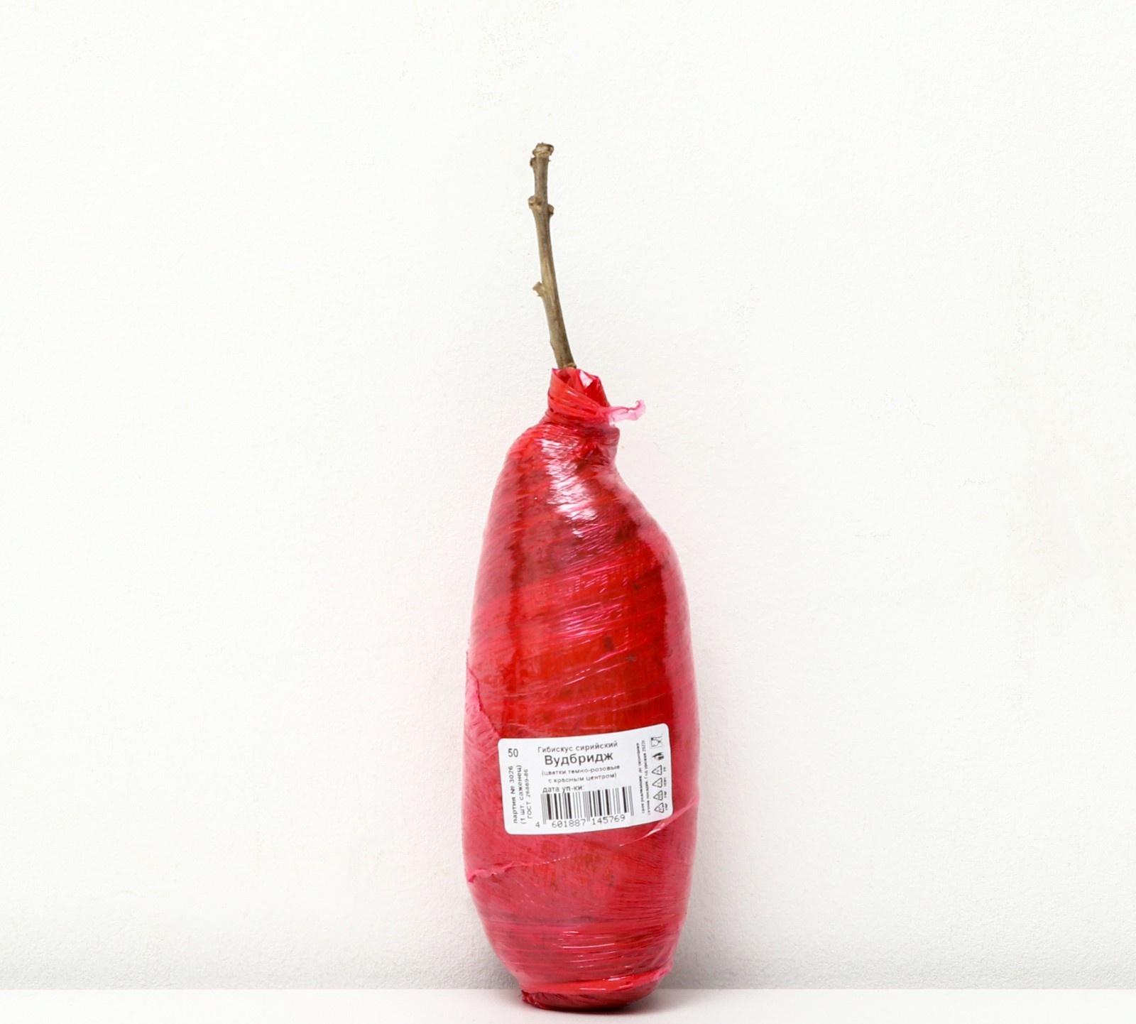 Гибискус сирийский Люкс 