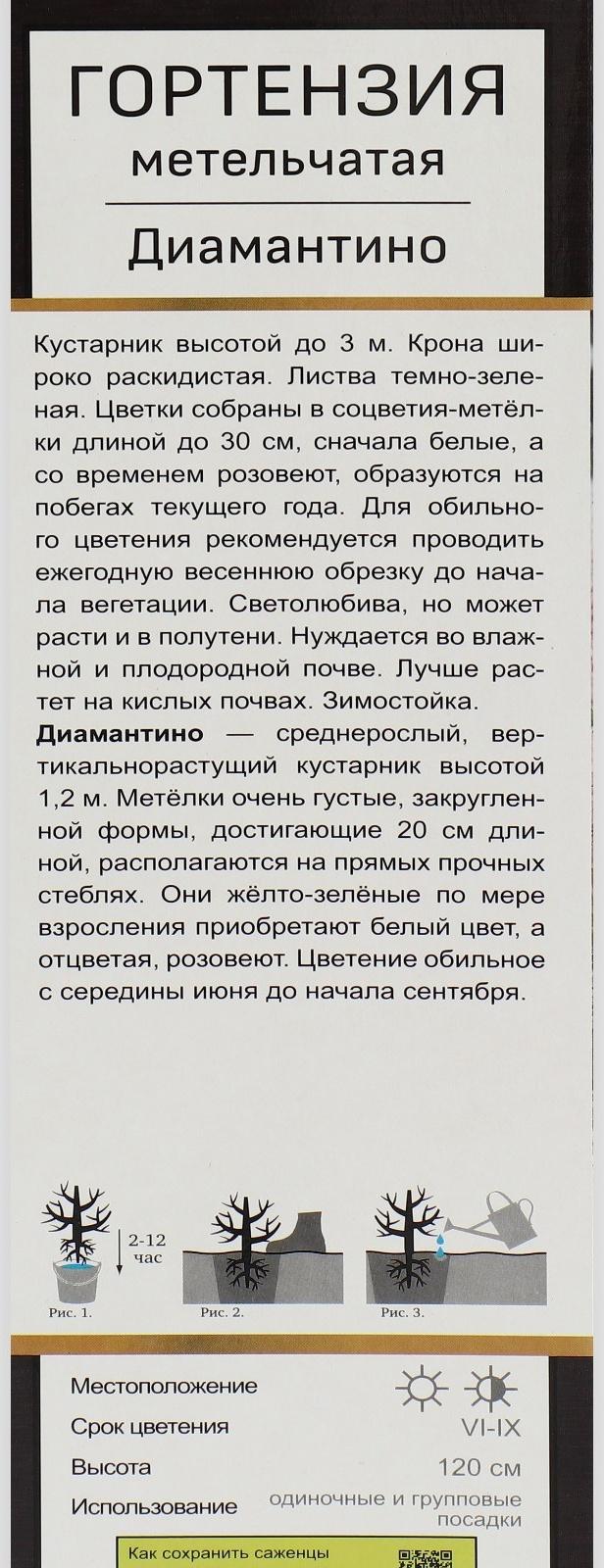 Гортензия метельчатая Люкс 