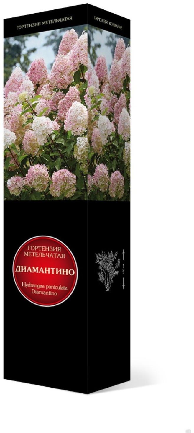 Гортензия метельчатая Люкс 