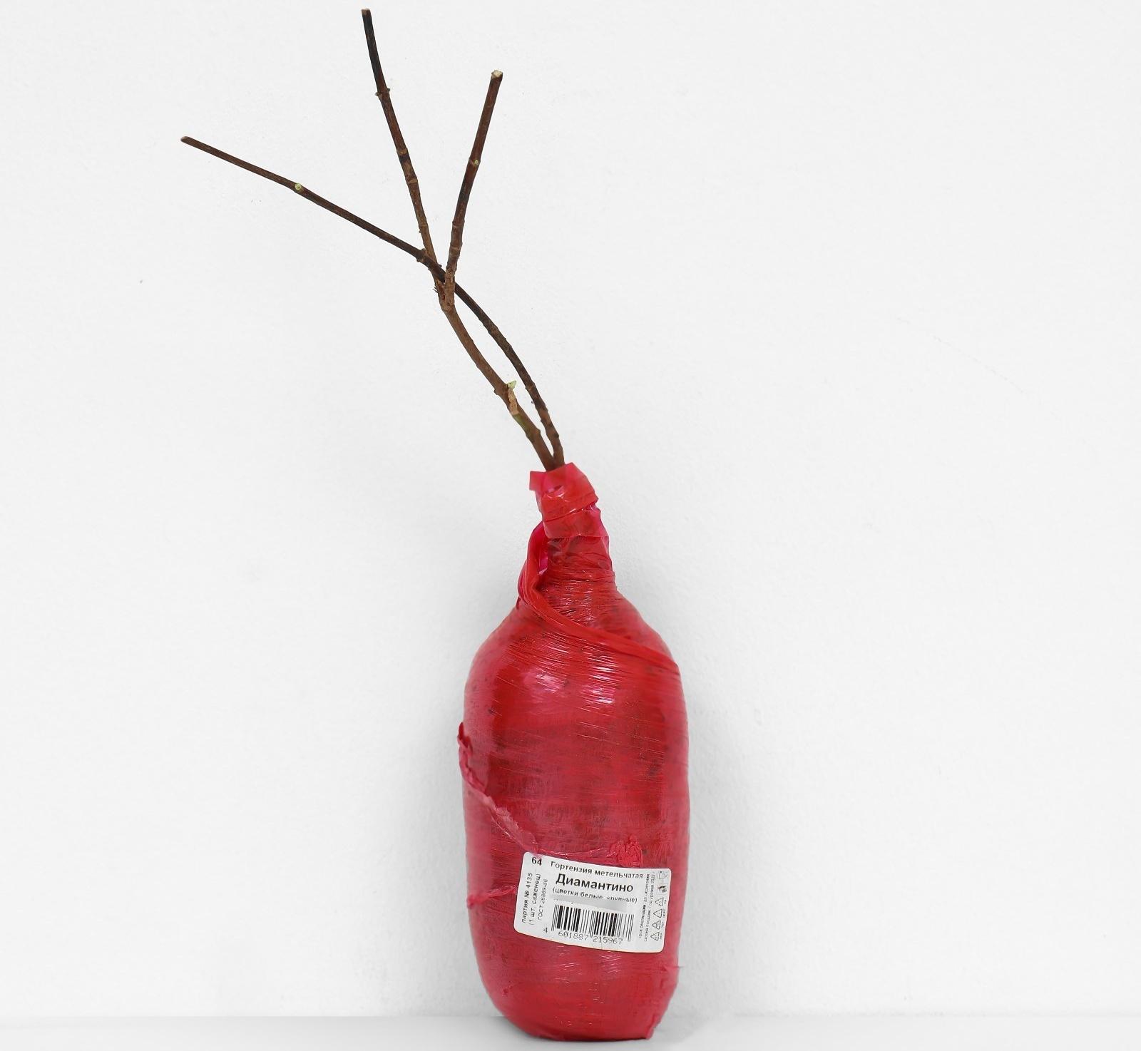 Гортензия метельчатая Люкс 