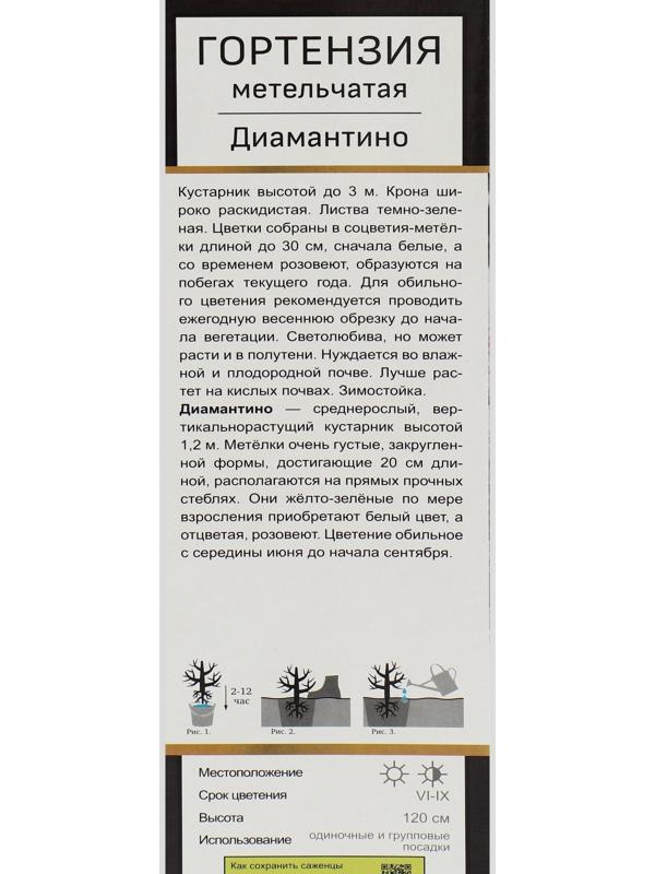 Гортензия метельчатая Люкс 