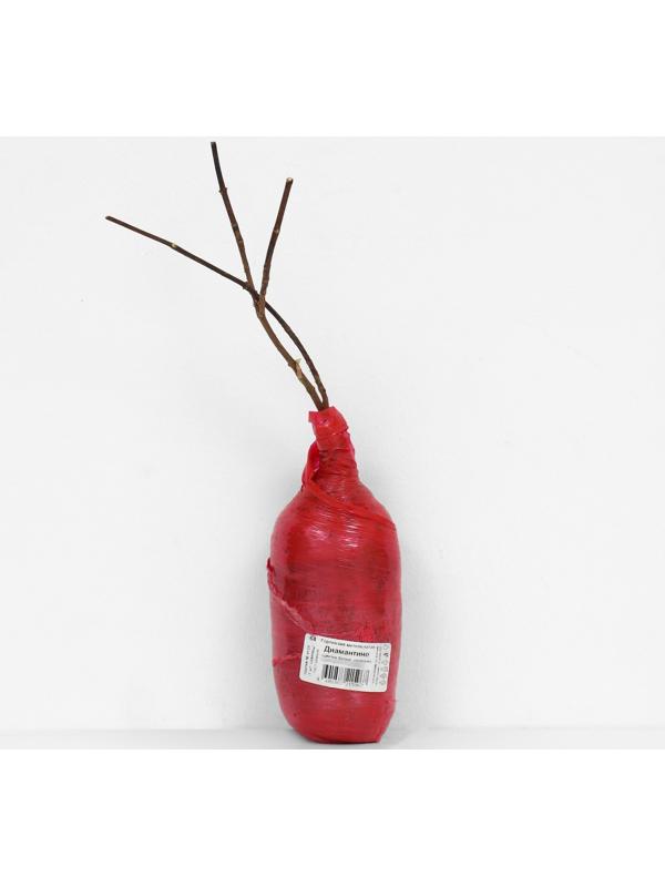 Гортензия метельчатая Люкс 