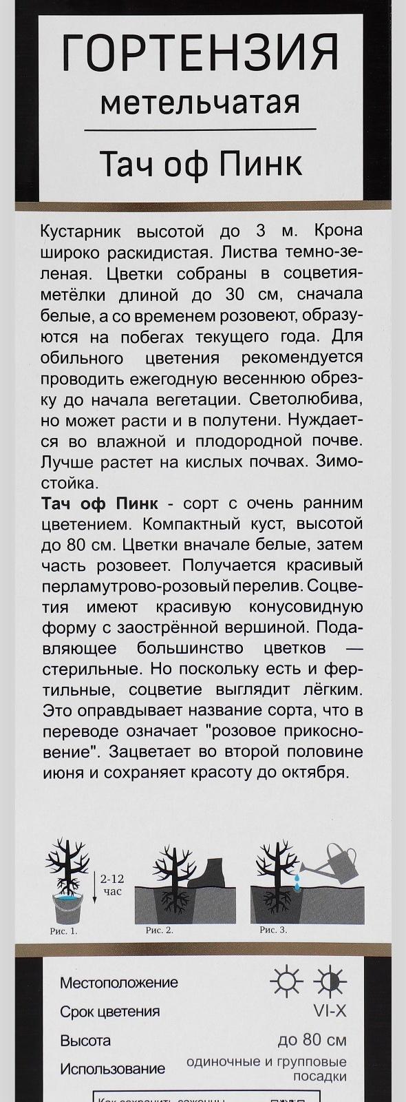 Гортензия метельчатая Люкс 