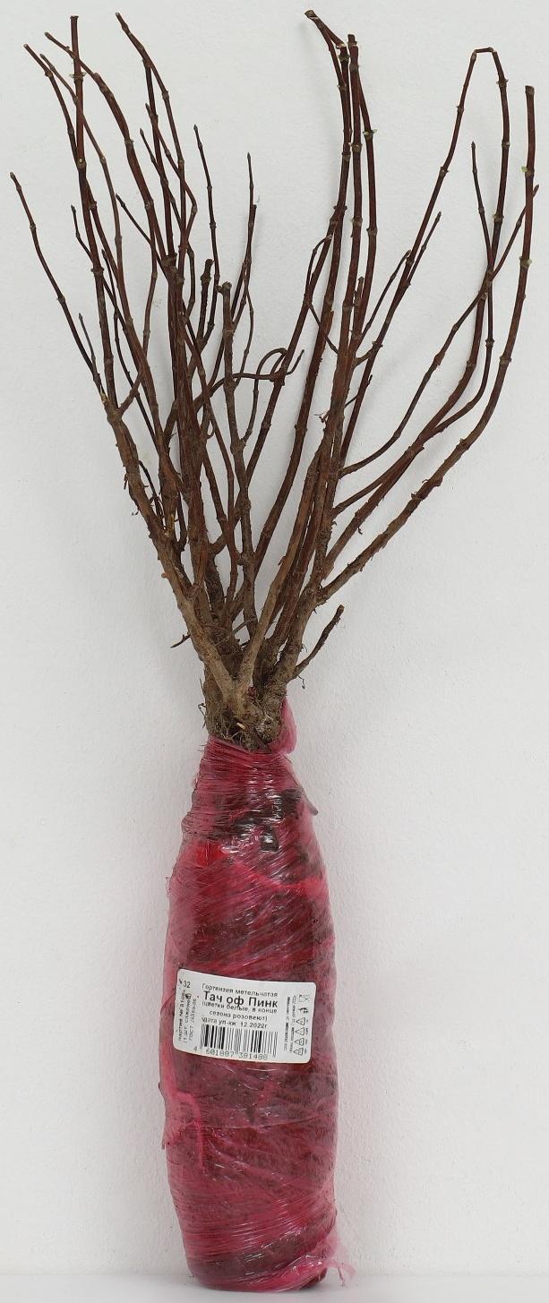 Гортензия метельчатая Люкс 