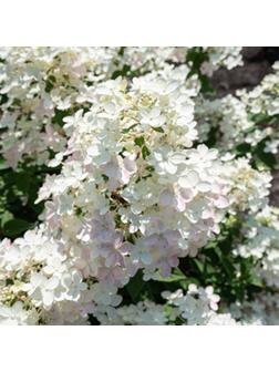 Гортензия метельчатая Люкс 