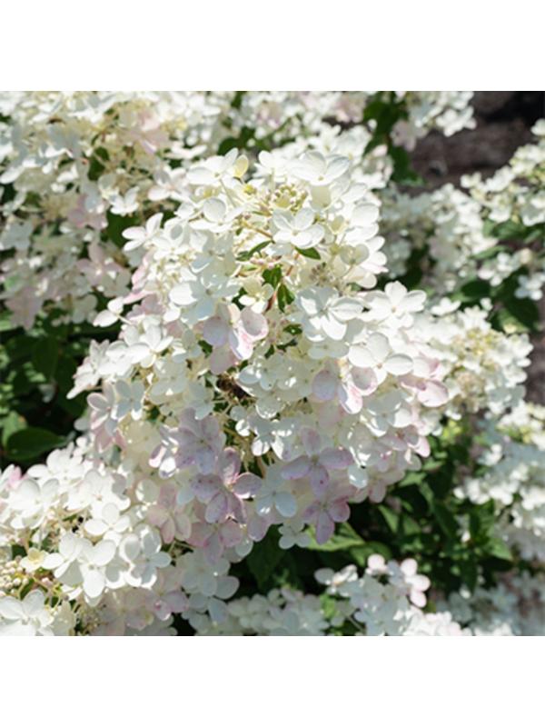 Гортензия метельчатая Люкс 
